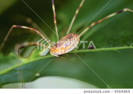 Harvestman Harvestman 9564869