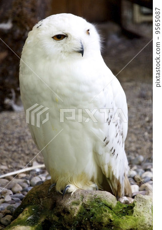 Snowy Owl Snowy Owl 9565087