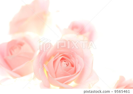 Pink rose 9565461