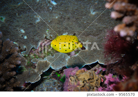 Minami Hako Fug yg. (Okinawa · Iriomote Island · Tamamo cross) 9565570