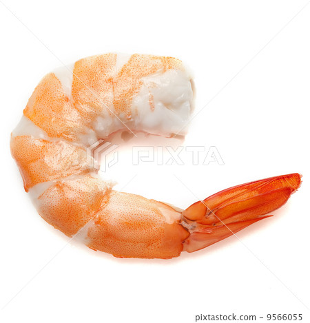 Shrimp isolated 9566055