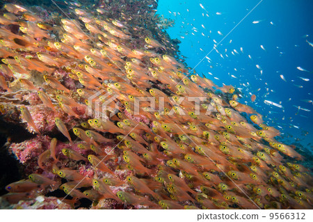 Kimmoko(沖繩·西表島·Tamamo十字架) Kimmoko(沖繩·西表島·Tamamo十字架) 9566312