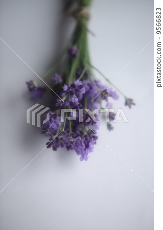 Herb (English lavender) 9566823