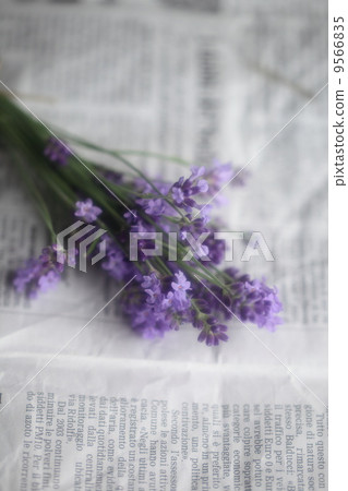 Herb (English lavender) Herb (English lavender) 9566835
