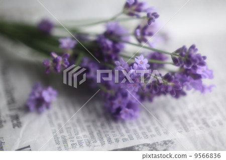 Herb (English lavender) Herb (English lavender) 9566836