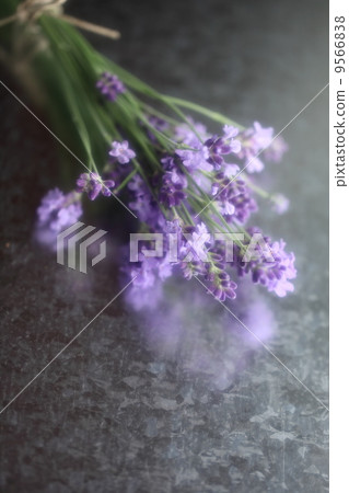 Herb (English lavender) 9566838