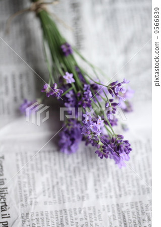 香草(英國薰衣草) 香草(英國薰衣草) 9566839