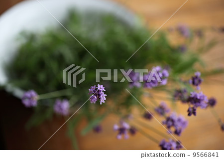 香草（英國薰衣草） 9566841
