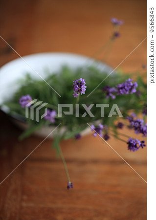 Herb (English lavender) 9566843