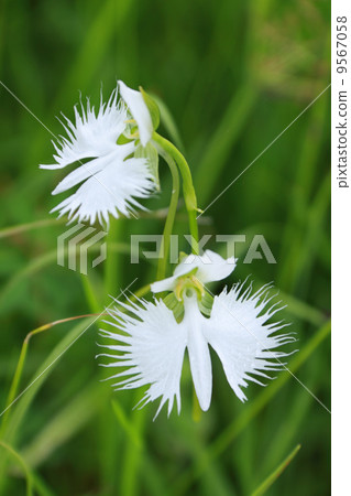 德島縣三好市“黑澤明沼澤”盛開的“Sagisou”對 德島縣三好市“黑澤明沼澤”盛開的“Sagisou”對 9567058