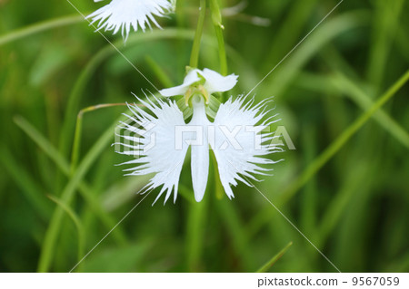 德島縣三好市“黑澤明沼澤”開花“Sagisou” 9567059