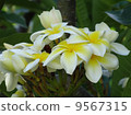 Plumeria 9567315