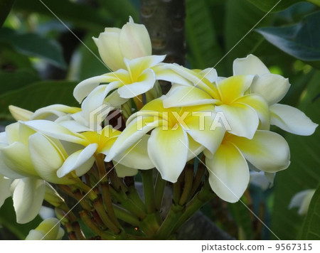 Plumeria 9567315