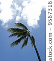 Blue sky and palm tree 9567316