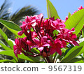 Plumeria 9567319