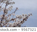 Cherry Blossoms   9567321