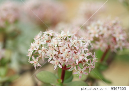 Canemenaruki花 Canemenaruki花 9567603