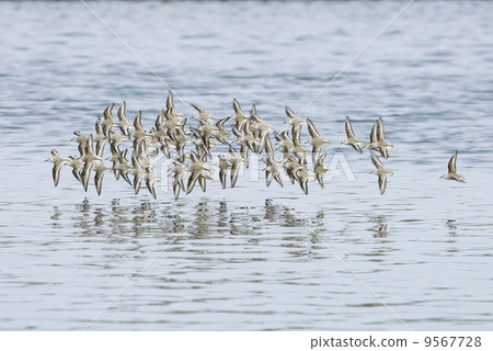 Miyubishigi集團航班 9567728