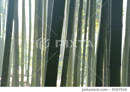 霧竹林 霧竹林 9567916