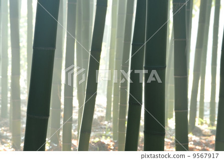 霧竹林 霧竹林 9567917
