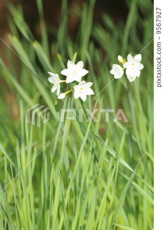 Narcissus galil flower 9567927