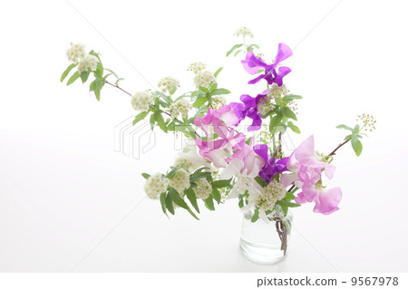 Sweetpea和Kodemari的安排（側面正面） 9567978