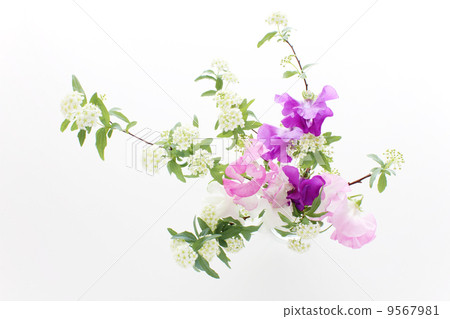 Arrangement of Sweetpea and Kodemari (sideways above) 9567981