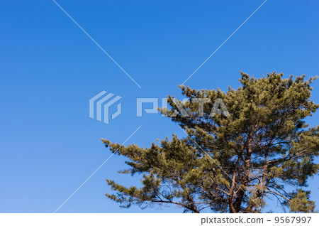藍天和杉樹樹 藍天和杉樹樹 9567997