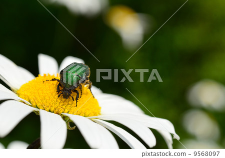 Insect Insect 9568097