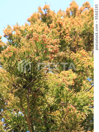 Season of cedar pollen 9568195