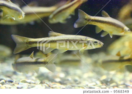 chinese minnow, tan, yellowish-brown 9568349