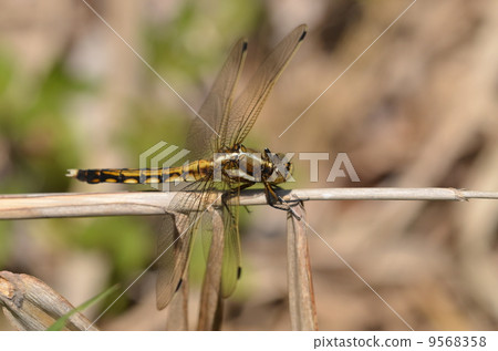 Shicharatombo早產 Shicharatombo早產 9568358