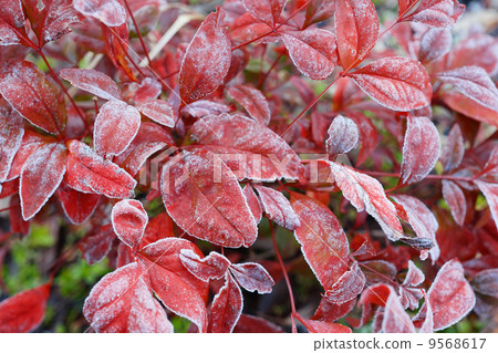Otafuku Nanten with frost 9568617