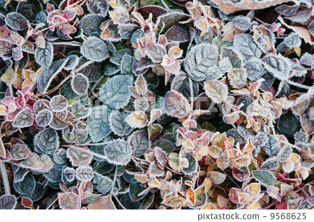 Frost creeps 9568625