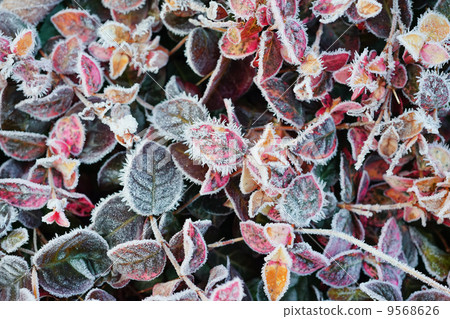 Frost morning 9568626