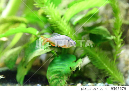 清溪 埼玉縣 關東 9568679