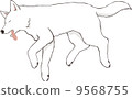 White dog collapsing in pain 9568755