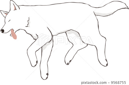 White dog collapsing in pain 9568755