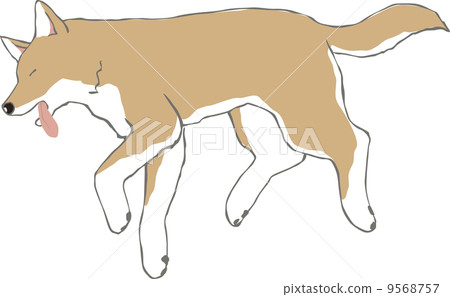 Shiba Inu在他受苦時跌倒 9568757