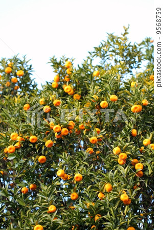 Tachibana Tachibana 9568759