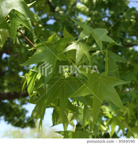 Maple-leaf Sycamore Maple-leaf Sycamore 9569590