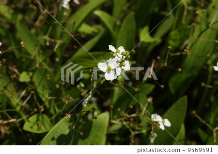 Saginomodaca 9569591