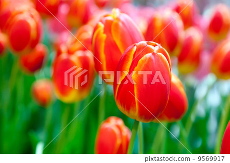 Tulip field Tulip field 9569917