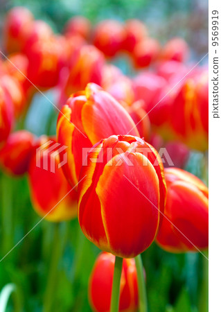 Tulip bud Tulip bud 9569919