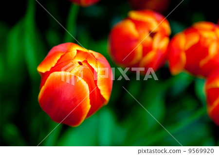 Red and yellow tulips Red and yellow tulips 9569920