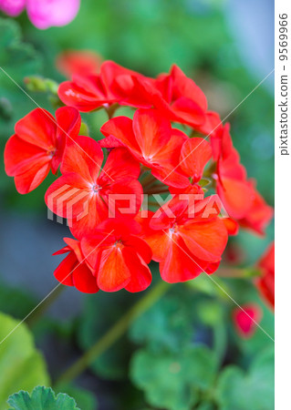 Red geranium Red geranium 9569966
