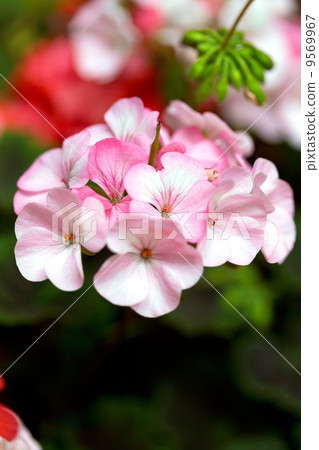 Pink geranium Pink geranium 9569967