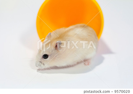 Djangarian hamster on the move 9570020