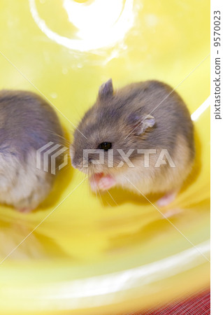 Playing Djangarian hamster 9570023