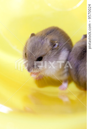 Blue Sapphire Hamster Stock Photo 9570024 Pixta